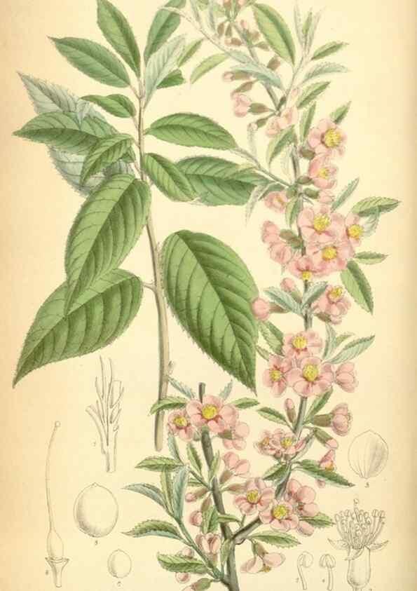 Reproducción/Reproduction 35306379331: Curtis's botanical magazine.. London ; New York [etc.] :Academic Press [etc.]