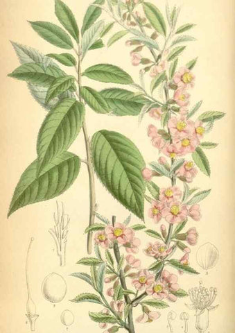 Reproducción/Reproduction 35306379331: Curtis's botanical magazine.. London ; New York [etc.] :Academic Press [etc.]