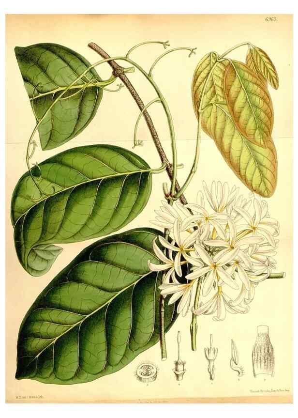Reproducción/Reproduction 35416796875: Curtis's botanical magazine.. London ; New York [etc.] :Academic Press [etc.]