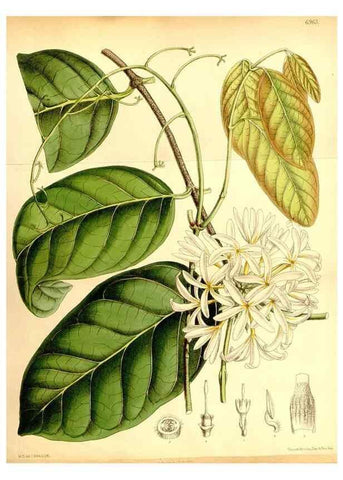 Reproducción/Reproduction 35416796875: Curtis's botanical magazine.. London ; New York [etc.] :Academic Press [etc.]