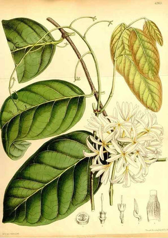 Reproducción/Reproduction 35416796875: Curtis's botanical magazine.. London ; New York [etc.] :Academic Press [etc.]