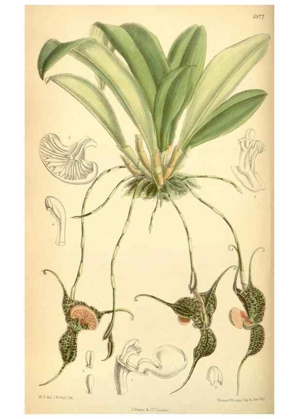 Reproducción/Reproduction 34594095674: Curtis's botanical magazine.. London ; New York [etc.] :Academic Press [etc.]
