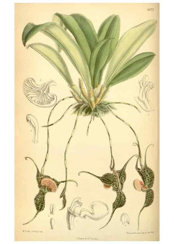 Reproducción/Reproduction 34594095674: Curtis's botanical magazine.. London ; New York [etc.] :Academic Press [etc.]