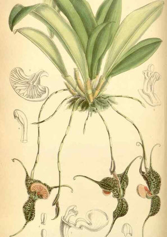 Reproducción/Reproduction 34594095674: Curtis's botanical magazine.. London ; New York [etc.] :Academic Press [etc.]