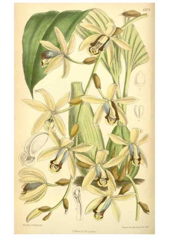 Reproducción/Reproduction 34594098634: Curtis's botanical magazine.. London ; New York [etc.] :Academic Press [etc.]