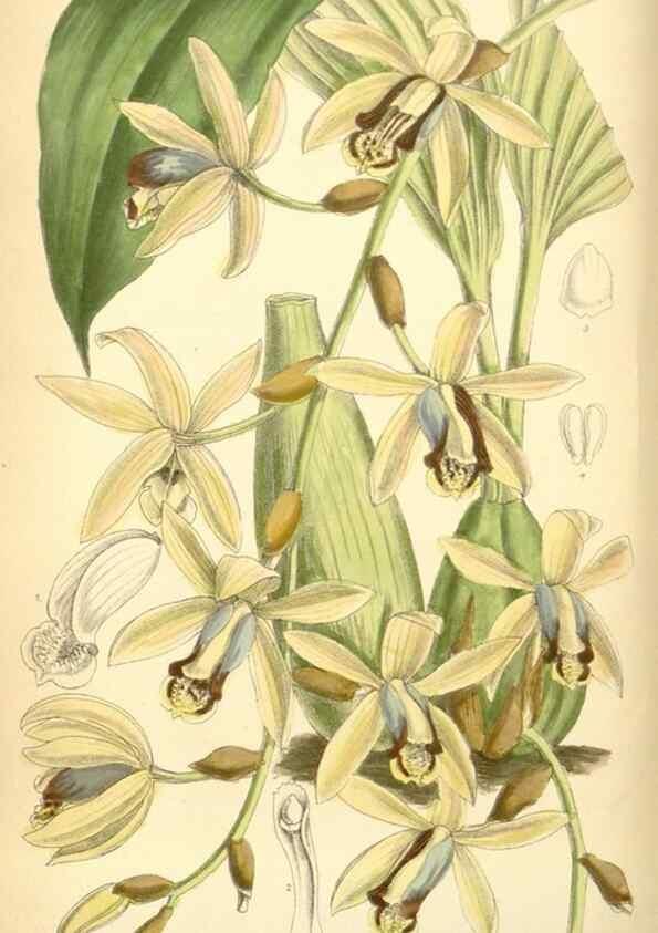 Reproducción/Reproduction 34594098634: Curtis's botanical magazine.. London ; New York [etc.] :Academic Press [etc.]