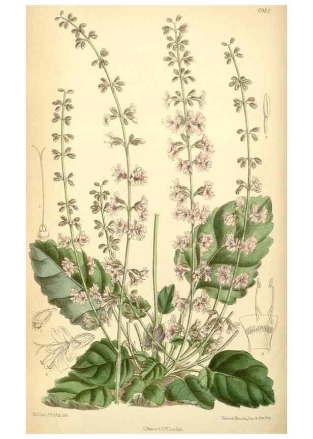Reproducción/Reproduction 34594100074: Curtis's botanical magazine.. London ; New York [etc.] :Academic Press [etc.]