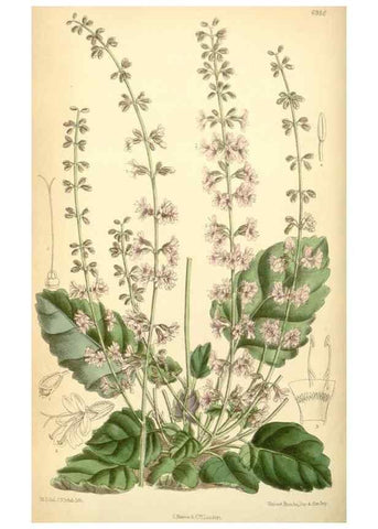 Reproducción/Reproduction 34594100074: Curtis's botanical magazine.. London ; New York [etc.] :Academic Press [etc.]