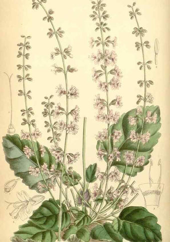 Reproducción/Reproduction 34594100074: Curtis's botanical magazine.. London ; New York [etc.] :Academic Press [etc.]