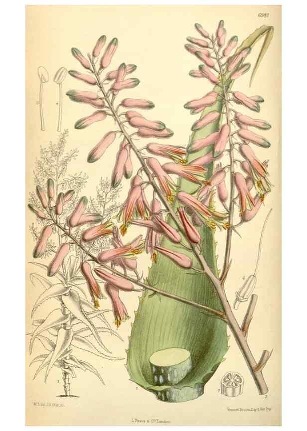Reproducción/Reproduction 34626003323: Curtis's botanical magazine.. London ; New York [etc.] :Academic Press [etc.]