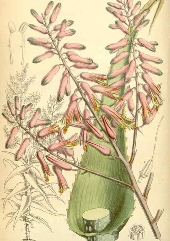 Reproducción/Reproduction 34626003323: Curtis's botanical magazine.. London ; New York [etc.] :Academic Press [etc.]