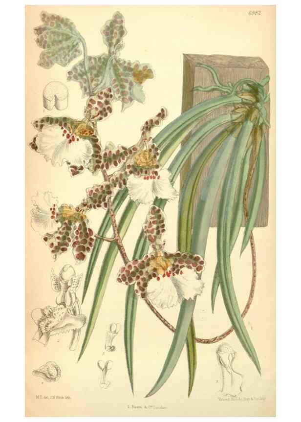 Reproducción/Reproduction 34594102994: Curtis's botanical magazine.. London ; New York [etc.] :Academic Press [etc.]