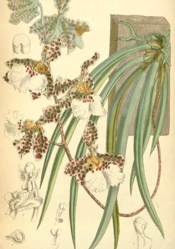 Reproducción/Reproduction 34594102994: Curtis's botanical magazine.. London ; New York [etc.] :Academic Press [etc.]