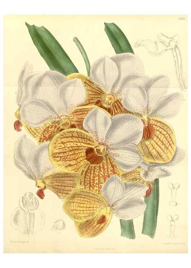 Reproducción/Reproduction 35396344576: Curtis's botanical magazine.. London ; New York [etc.] :Academic Press [etc.]