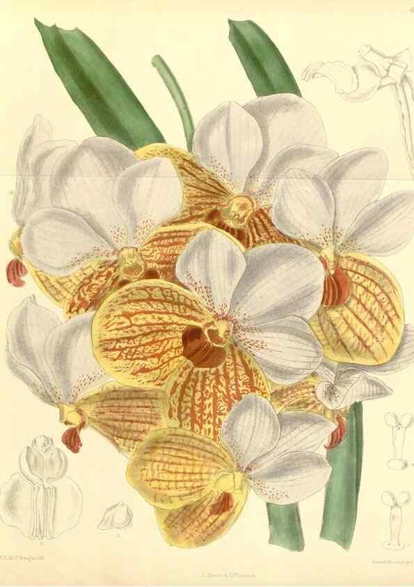 Reproducción/Reproduction 35396344576: Curtis's botanical magazine.. London ; New York [etc.] :Academic Press [etc.]