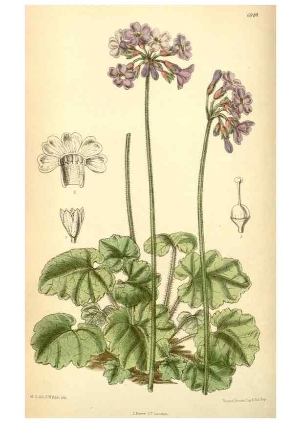 Reproducción/Reproduction 35306387291: Curtis's botanical magazine.. London ; New York [etc.] :Academic Press [etc.]