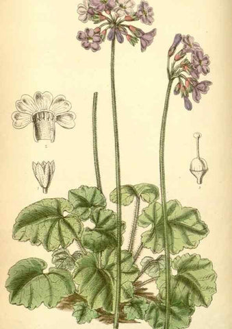 Reproducción/Reproduction 35306387291: Curtis's botanical magazine.. London ; New York [etc.] :Academic Press [etc.]