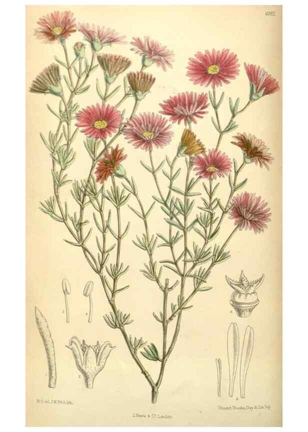 Reproducción/Reproduction 34594107734: Curtis's botanical magazine.. London ; New York [etc.] :Academic Press [etc.]