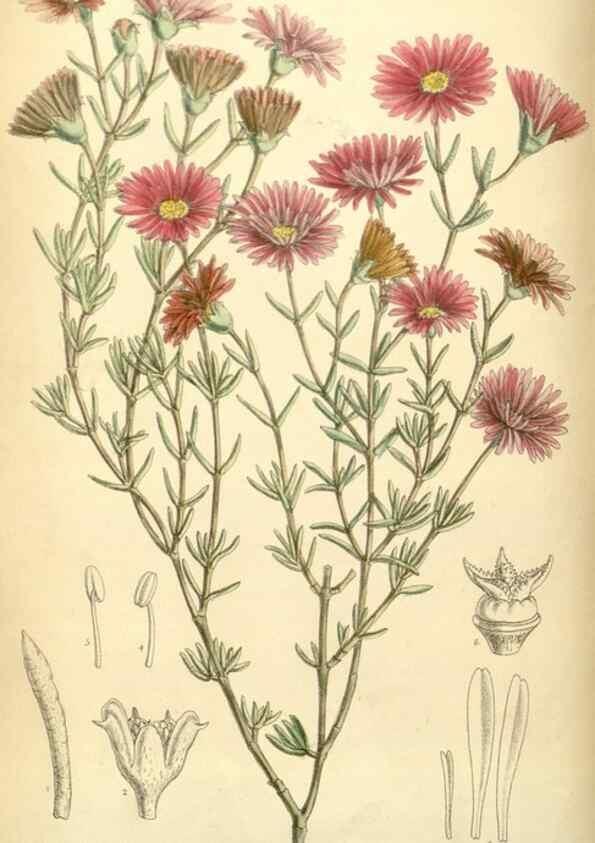 Reproducción/Reproduction 34594107734: Curtis's botanical magazine.. London ; New York [etc.] :Academic Press [etc.]