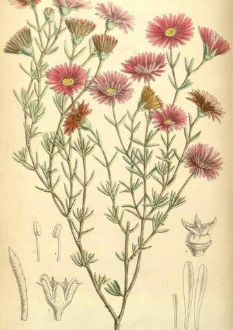 Reproducción/Reproduction 34594107734: Curtis's botanical magazine.. London ; New York [etc.] :Academic Press [etc.]