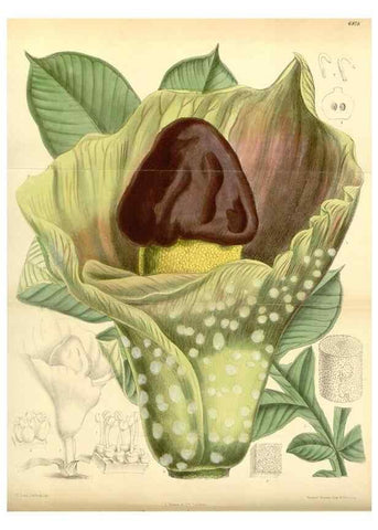 Reproducción/Reproduction 35435972555: Curtis's botanical magazine.. London ; New York [etc.] :Academic Press [etc.]