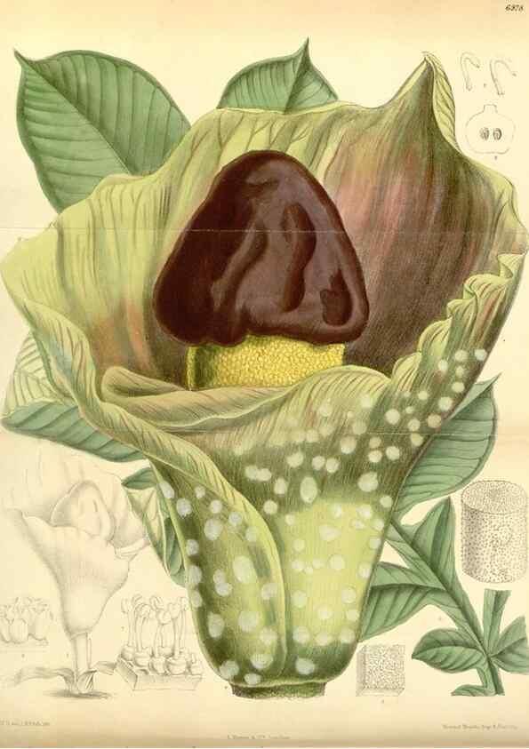 Reproducción/Reproduction 35435972555: Curtis's botanical magazine.. London ; New York [etc.] :Academic Press [etc.]