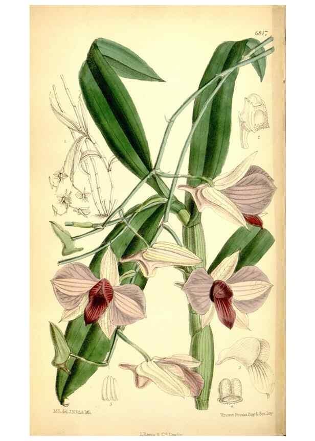 Reproducción/Reproduction 35248994262: Curtis's botanical magazine.. London ; New York [etc.] :Academic Press [etc.]