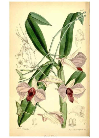 Reproducción/Reproduction 35248994262: Curtis's botanical magazine.. London ; New York [etc.] :Academic Press [etc.]