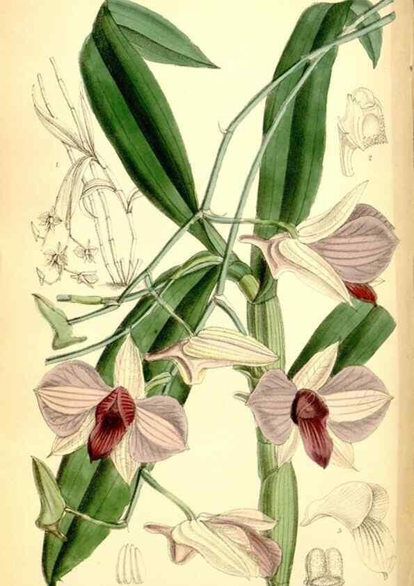 Reproducción/Reproduction 35248994262: Curtis's botanical magazine.. London ; New York [etc.] :Academic Press [etc.]