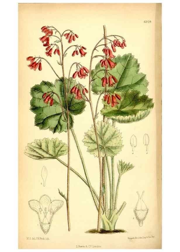 Reproducción/Reproduction 35029669940: Curtis's botanical magazine.. London ; New York [etc.] :Academic Press [etc.]