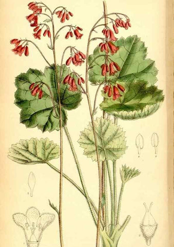 Reproducción/Reproduction 35029669940: Curtis's botanical magazine.. London ; New York [etc.] :Academic Press [etc.]