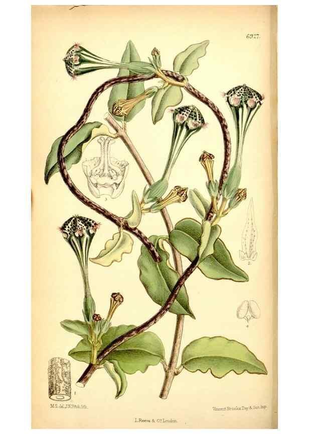 Reproducción/Reproduction 35029664940: Curtis's botanical magazine.. London ; New York [etc.] :Academic Press [etc.]