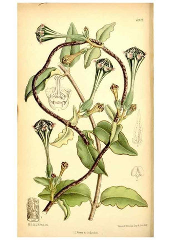 Reproducción/Reproduction 35029664940: Curtis's botanical magazine.. London ; New York [etc.] :Academic Press [etc.]