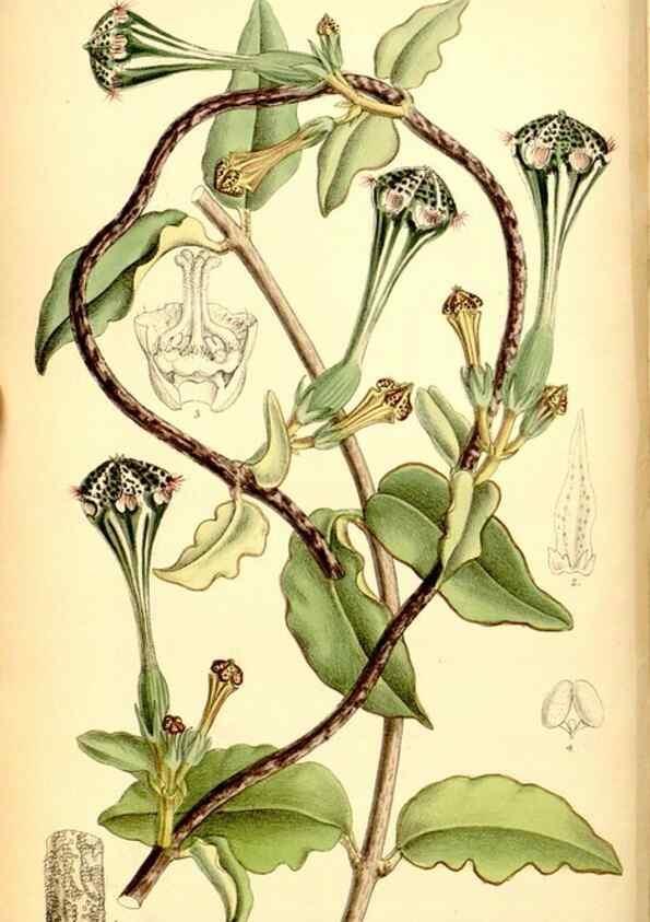 Reproducción/Reproduction 35029664940: Curtis's botanical magazine.. London ; New York [etc.] :Academic Press [etc.]