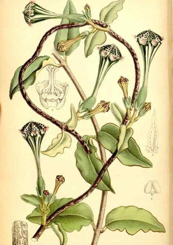 Reproducción/Reproduction 35029664940: Curtis's botanical magazine.. London ; New York [etc.] :Academic Press [etc.]