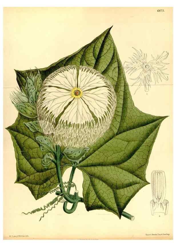 Reproducción/Reproduction 34606098163: Curtis's botanical magazine.. London ; New York [etc.] :Academic Press [etc.]