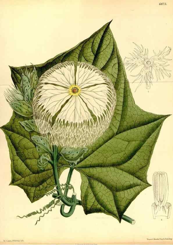 Reproducción/Reproduction 34606098163: Curtis's botanical magazine.. London ; New York [etc.] :Academic Press [etc.]
