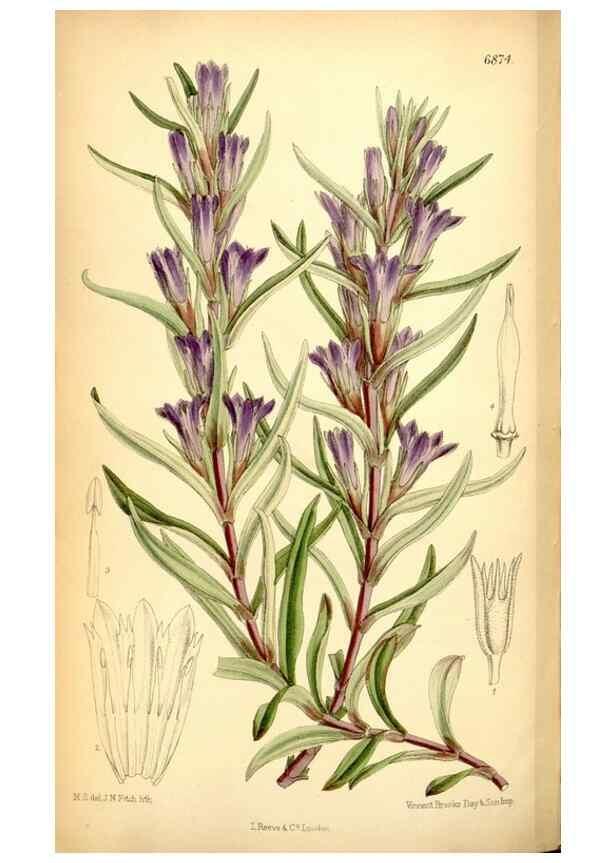 Reproducción/Reproduction 35286093211: Curtis's botanical magazine.. London ; New York [etc.] :Academic Press [etc.]
