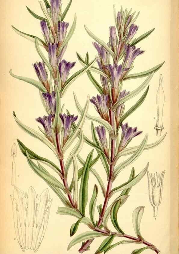 Reproducción/Reproduction 35286093211: Curtis's botanical magazine.. London ; New York [etc.] :Academic Press [etc.]