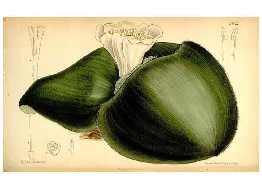 Reproducción/Reproduction 34573887114: Curtis's botanical magazine.. London ; New York [etc.] :Academic Press [etc.]