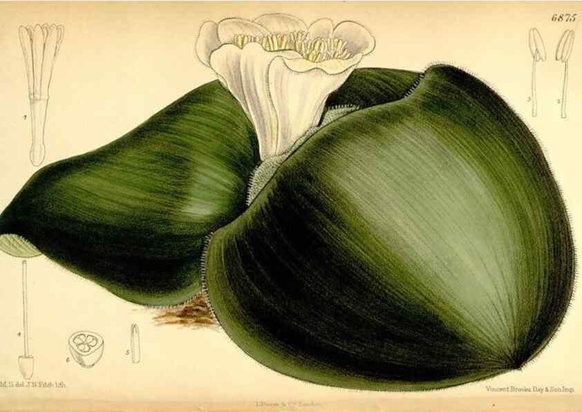Reproducción/Reproduction 34573887114: Curtis's botanical magazine.. London ; New York [etc.] :Academic Press [etc.]