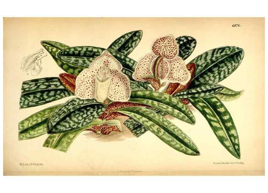 Reproducción/Reproduction 35028690830: Curtis's botanical magazine.. London ; New York [etc.] :Academic Press [etc.]