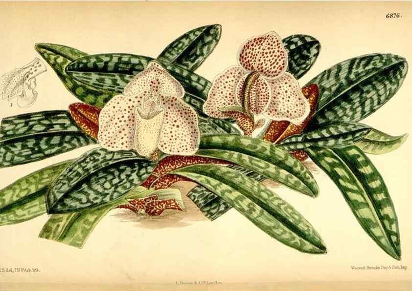 Reproducción/Reproduction 35028690830: Curtis's botanical magazine.. London ; New York [etc.] :Academic Press [etc.]