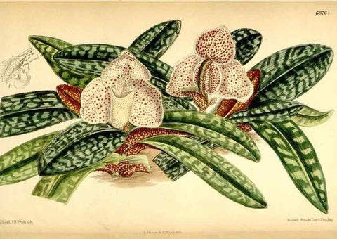 Reproducción/Reproduction 35028690830: Curtis's botanical magazine.. London ; New York [etc.] :Academic Press [etc.]