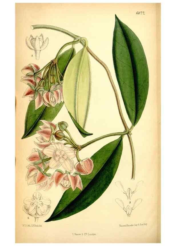 Reproducción/Reproduction 34573891904: Curtis's botanical magazine.. London ; New York [etc.] :Academic Press [etc.]
