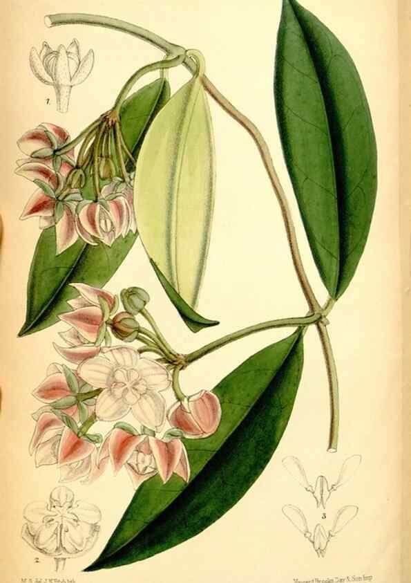 Reproducción/Reproduction 34573891904: Curtis's botanical magazine.. London ; New York [etc.] :Academic Press [etc.]