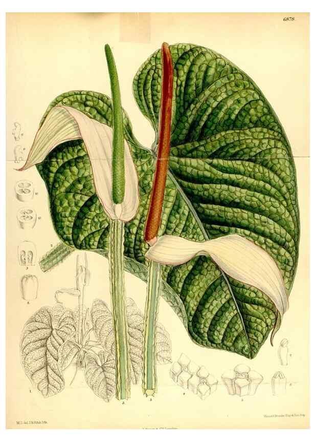 Reproducción/Reproduction 34573895414: Curtis's botanical magazine.. London ; New York [etc.] :Academic Press [etc.]