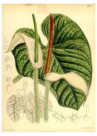 Reproducción/Reproduction 34573895414: Curtis's botanical magazine.. London ; New York [etc.] :Academic Press [etc.]