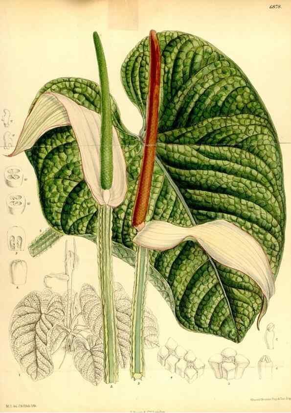 Reproducción/Reproduction 34573895414: Curtis's botanical magazine.. London ; New York [etc.] :Academic Press [etc.]