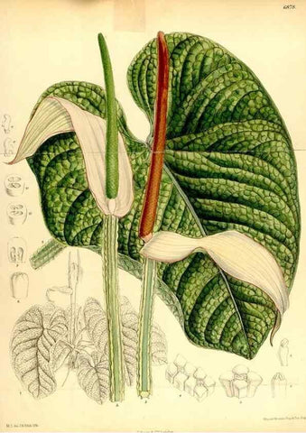 Reproducción/Reproduction 34573895414: Curtis's botanical magazine.. London ; New York [etc.] :Academic Press [etc.]